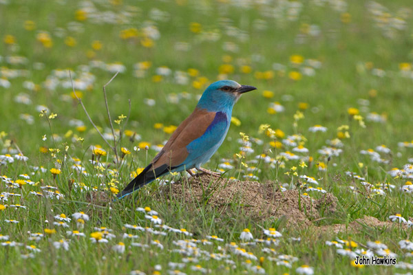 Birding Extremadura